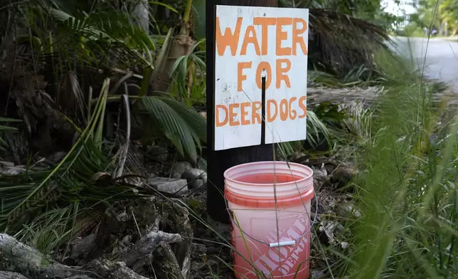 A bucket of drinking water is left along a road for Key Deer, the smallest subspecies of the white-tailed deer that have thrived in the piney and marshy wetlands of the Florida Keys, Thursday, Oct. 17, 2024, in Big Pine Key, Fla. (AP Photo/Lynne Sladky)