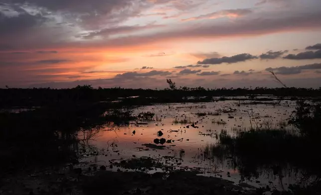 The sun sets in the habitat of the Key Deer, the smallest subspecies of the white-tailed deer that have thrived in the piney and marshy wetlands of the Florida Keys, Thursday, Oct. 17, 2024, in Big Pine Key, Fla. (AP Photo/Lynne Sladky)