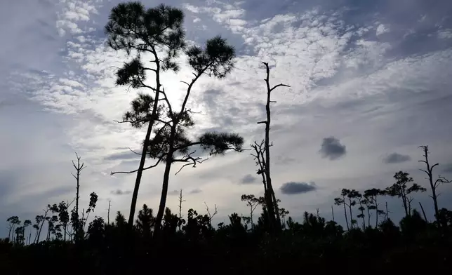 Pine trees, which have lost their needles, stand in the habitat of the Key Deer, the smallest subspecies of the white-tailed deer that have thrived in the piney and marshy wetlands of the Florida Keys, Wednesday, Oct. 16, 2024, in Big Pine Key, Fla. (AP Photo/Lynne Sladky)