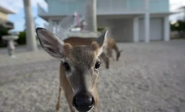 A Key Deer, the smallest subspecies of the white-tailed deer that have thrived in the piney and marshy wetlands of the Florida Keys, walks in a residential neighborhood, Tuesday, Oct. 15, 2024, in Big Pine Key, Fla. (AP Photo/Lynne Sladky)