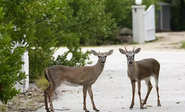 Key Deer, the smallest subspecies of the white-tailed deer that have thrived in the piney and marshy wetlands of the Florida Keys, walk in a residential neighborhood Wednesday, Oct. 16, 2024, in Big Pine Key, Fla. (AP Photo/Lynne Sladky)