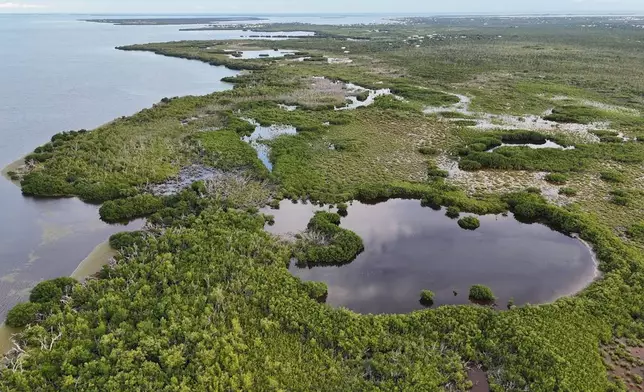 This photo shows the habitat of the Key Deer, the smallest subspecies of the white-tailed deer that have thrived in the piney and marshy wetlands of the Florida Keys, Wednesday, Oct. 16, 2024, in Big Pine Key, Fla. (AP Photo/Daniel Kozin)