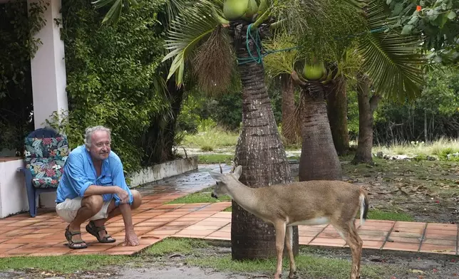 Jan Svejkovsky, chief scientist for Save Our Key Deer, watches a Key Deer, the smallest subspecies of the white-tailed deer that have thrived in the piney and marshy wetlands of the Florida Keys, in front of his home, Wednesday, Oct. 16, 2024, in Big Pine Key, Fla. (AP Photo/Lynne Sladky)