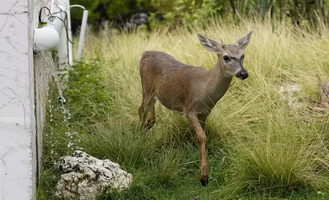 A Key Deer, the smallest subspecies of the white-tailed deer that have thrived in the piney and marshy wetlands of the Florida Keys, walks past collected rainwater flowing from a drain in a residential neighborhood Wednesday, Oct. 16, 2024, in Big Pine Key, Fla. (AP Photo/Lynne Sladky)