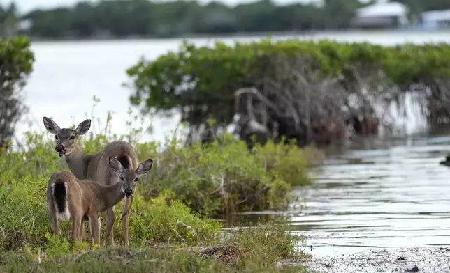 Key Deer, the smallest subspecies of the white-tailed deer that have thrived in the piney and marshy wetlands of the Florida Keys, walk along mangroves, Tuesday, Oct. 15, 2024, in Big Pine Key, Fla. (AP Photo/Lynne Sladky)