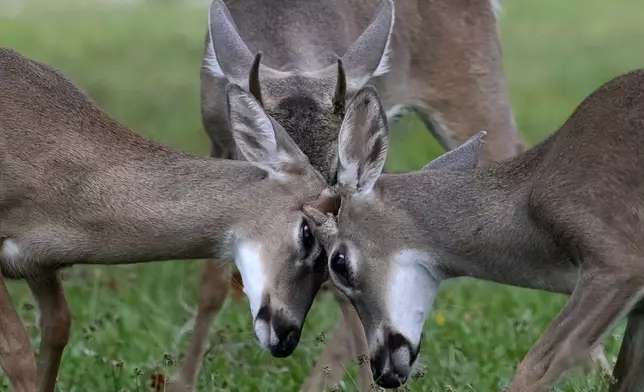 Key Deer, the smallest subspecies of the white-tailed deer that have thrived in the piney and marshy wetlands of the Florida Keys, interact as they walk through a residential neighborhood Thursday, Oct. 17, 2024, in Big Pine Key, Fla. (AP Photo/Lynne Sladky)