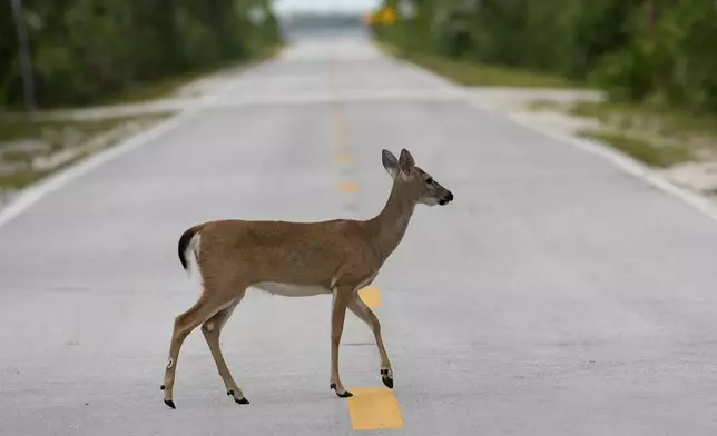 A Key Deer, the smallest subspecies of the white-tailed deer that have thrived in the piney and marshy wetlands of the Florida Keys, crosses the road Thursday, Oct. 17, 2024, in Big Pine Key, Fla. (AP Photo/Lynne Sladky)