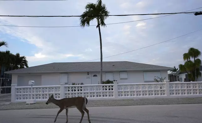 A Key Deer, the smallest subspecies of the white-tailed deer that have thrived in the piney and marshy wetlands of the Florida Keys, walks through a residential neighborhood, Thursday, Oct. 17, 2024, in Big Pine Key, Fla. (AP Photo/Lynne Sladky)