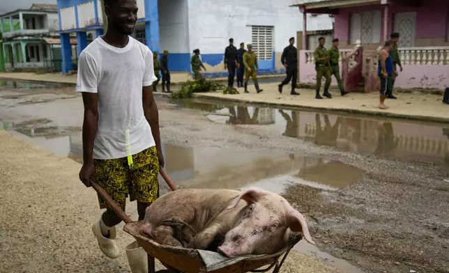 A man pushes his pig back home after taking it to higher ground after Hurricane Rafael passed through Batabano, Cuba, Thursday, Nov. 7, 2024. (AP Photo/Ramon Espinosa)