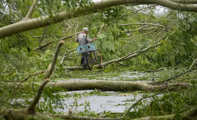 A man makes his way through trees brought down by Hurricane Rafael along the road leading to San Antonio de los Banos, Cuba, Thursday, Nov. 7, 2024. (AP Photo/Ramon Espinosa)