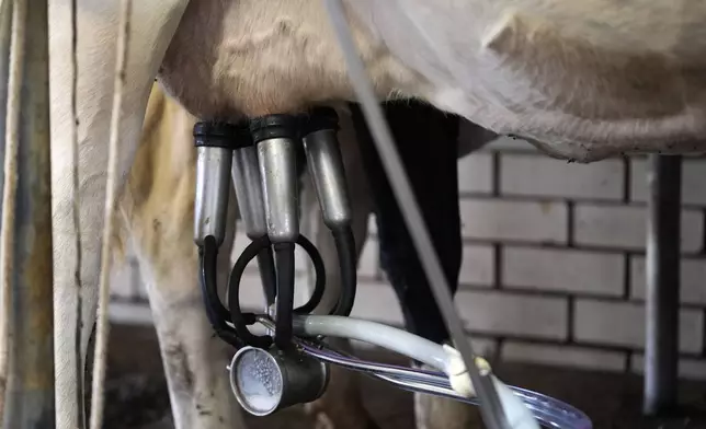 A cow is milked during the 3:00 PM milking at the Jarrell Bros. Dairy Farm in Kentwood, La., Wednesday, Oct. 30, 2024. (AP Photo/Gerald Herbert)