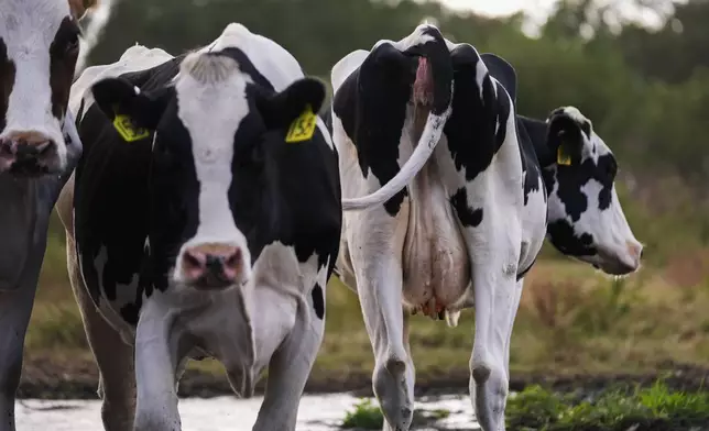 Cows turn to pasture after their 3:00 PM milking, at the Jarrell Bros. Dairy Farm in Kentwood, La., Wednesday, Oct. 30, 2024. (AP Photo/Gerald Herbert)