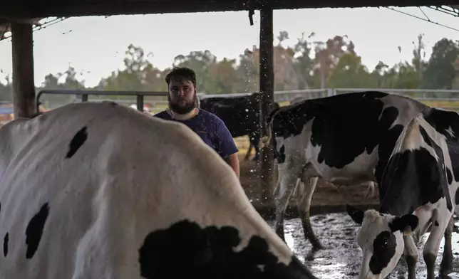 Hayden Ashley guides cows to their 3:00 PM milking at the Jarrell Bros. Dairy Farm in Kentwood, La., Wednesday, Oct. 30, 2024. (AP Photo/Gerald Herbert)