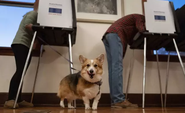 A corgy named Daisy waits for her owner to vote at the Cincinnati Observatory on election day, Tuesday, Nov. 5, 2024, in Cincinnati. (AP Photo/Carolyn Kaster)