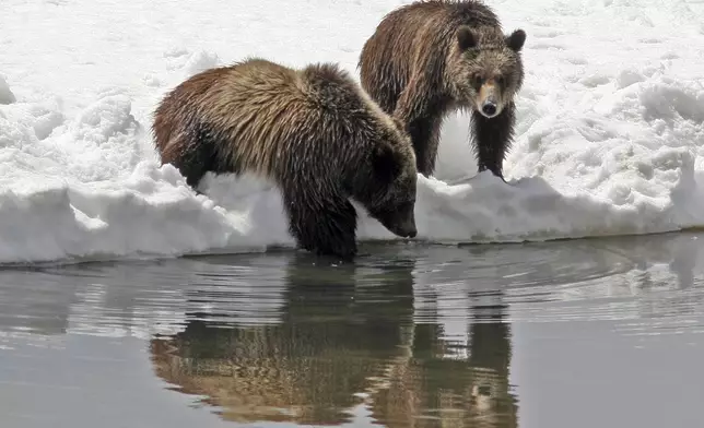 This photo provided by Grand Teton National Park shows Grizzly bear No. 399 and her cub in 2008. (G. Pollock/National Park Service via AP)