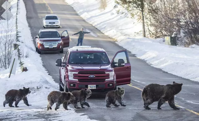 FILE - Grizzly bear No. 399 and her four cubs cross a road as Cindy Campbell stops traffic in Jackson Hole, Wyo., on Nov. 17, 2020. (Ryan Dorgan/Jackson Hole News &amp; Guide via AP, File)