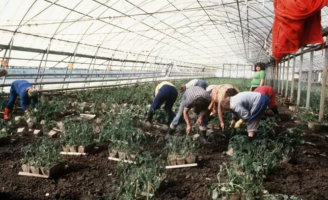 Women work in the former East German Landwirtschaftliche Produktionsgenossenschaft (LPG) an 'Agricultural Production Cooperative' in Golzow on April 13, 1981. (Heinrich Sanden/DPA via AP)