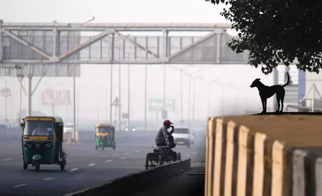 A stray dog looks on as people commute in the early morning smog the day after the Hindu festival Diwali, in New Delhi, India, Friday, Nov. 1, 2024. (AP Photo/Manish Swarup)