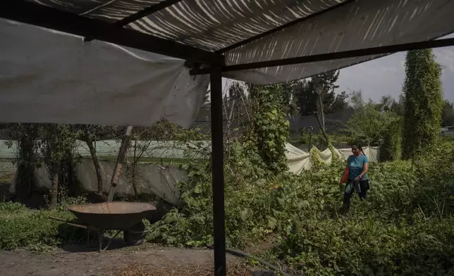 Cassandra Garduno walks in her floating garden in the Xochimilco borough of Mexico City, Tuesday, Oct. 29, 2024. (AP Photo/Felix Marquez)