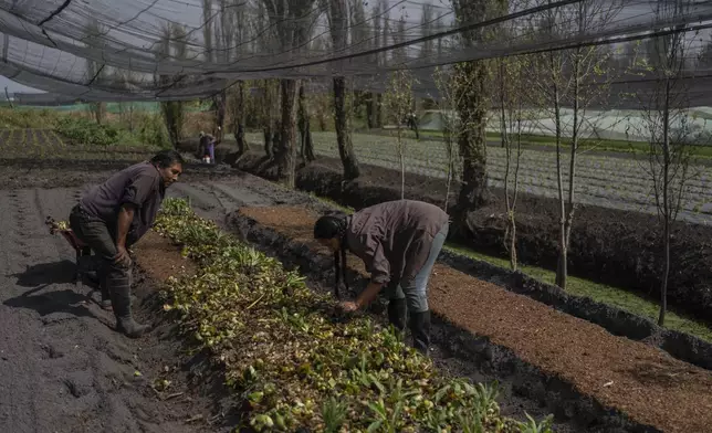 Miguel Serralde and Cassandra Garduno plant in her floating garden in the Xochimilco borough of Mexico City, Tuesday, Oct. 29, 2024. (AP Photo/Felix Marquez)