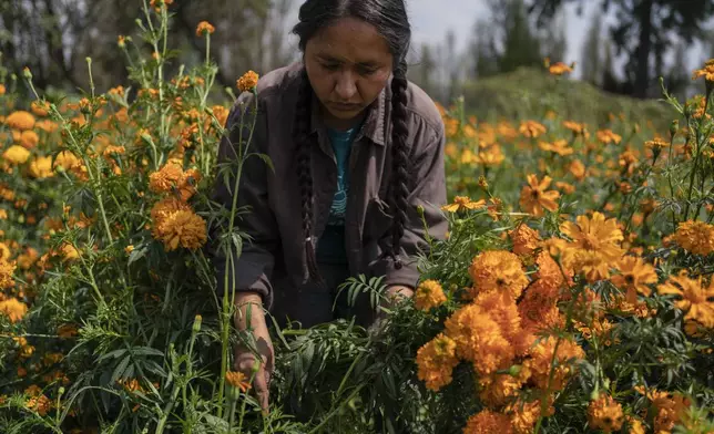 Cassandra Garduno cuts Mexican marigold flowers known as cempasuchil she grew in her floating garden in the Xochimilco borough of Mexico City, Tuesday, Oct. 29, 2024. (AP Photo/Felix Marquez)