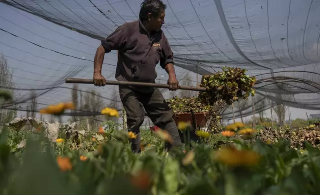 Miguel Serralde works in Cassandra Garduno's floating garden in the Xochimilco borough of Mexico City, Tuesday, Oct. 29, 2024. (AP Photo/Felix Marquez)