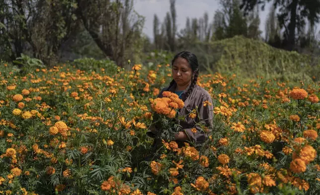 Cassandra Garduno cuts Mexican marigold flowers known as cempasuchil she grew in her floating garden in the Xochimilco borough of Mexico City, Tuesday, Oct. 29, 2024. (AP Photo/Felix Marquez)