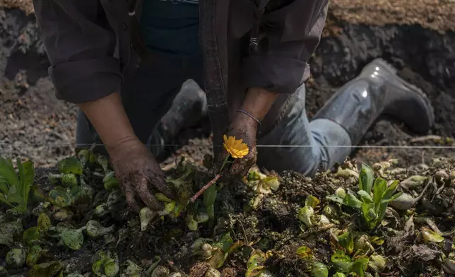 Cassandra Garduno plants flowers in her floating garden in the Xochimilco borough of Mexico City, Tuesday, Oct. 29, 2024. (AP Photo/Felix Marquez)