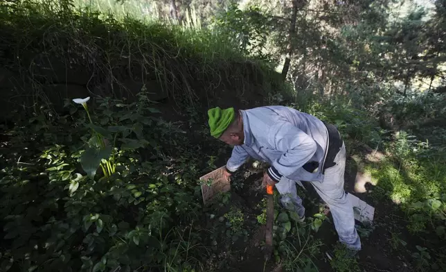 Caretaker Octavio Sanchez removes weeds from a grave site at a pet cemetery in Mexico City, Tuesday, Oct. 29, 2024. (AP Photo/Fernando Llano)