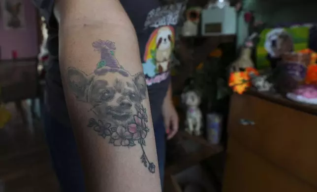 Meztli Lizaola shows off her memorial tattoo of Taco, her pet chihuahua dog that died two years ago, in Mexico City, Wednesday, Oct. 30, 2024. (AP Photo/Fernando Llano)