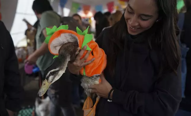 A pet owner shows off her pet duck dressed as a jack-o-lantern as they arrive to compete in a pet costume contest as part of the Day of the Dead festivities in Mexico City, Sunday, Oct. 27, 2024. (AP Photo/Fabiola Sanchez)