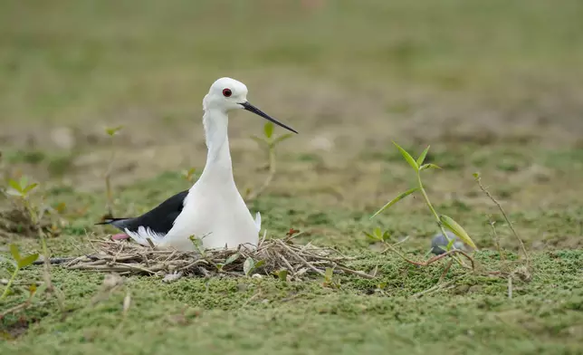 Opening ceremony of Long Valley Nature Park held today  Source: HKSAR Government Press Releases