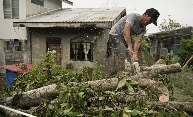 A man tries to clear a tree in front of his house after it was toppled by strong winds from Typhoon Yinxing, locally called Marce, in Gattaran, Cagayan province, northern Philippines on Friday, Nov. 8, 2024. (AP Photo/Noel Celis)