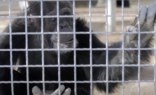 In this image taken from a video provided by the National Institutes of Health, a retired research chimpanzee sits in an enclosure, Oct. 2019, at the Alamogordo Primate Facility in southern N.M. (National Institutes of Health via AP)