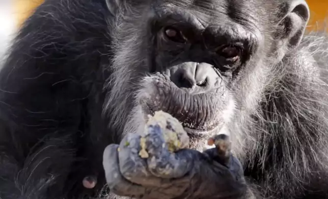 In this image taken from a video provided by the National Institutes of Health, a retired research chimpanzee eats, Oct. 2019, at the Alamogordo Primate Facility in southern N.M. (National Institutes of Health via AP)