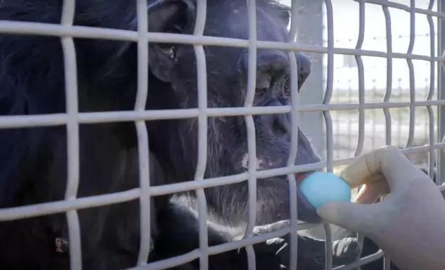 In this image taken from a video provided by the National Institutes of Health, a retired research chimpanzee is given a snack on Oct. 2019, at the Alamogordo Primate Facility in southern N.M. (National Institutes of Health via AP)