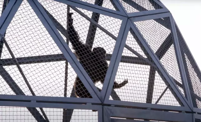 In this image taken from a video provided by the National Institutes of Health, a retired research chimpanzee hangs in an enclosure, Oct. 2019, at the Alamogordo Primate Facility in southern N.M. (National Institutes of Health via AP)