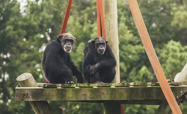 This Aug. 29, 2024 image provided by Chimp Haven, shows chimpanzees TJ and Nicole hanging out at a sanctuary near Keithville, La. The two were among a group of chimps previously relocated from the Alamogordo Private Facility at Holloman Air Force Base in southern New Mexico. (Chimp Haven via AP)