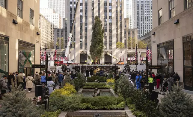 Rockefeller Center Christmas tree is being lifted by a crane into place at Rockefeller Plaza, Saturday, Nov. 9, 2024, in New York. (AP Photo/Yuki Iwamura)