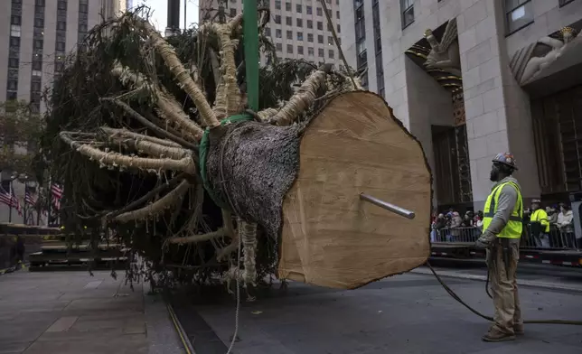 A stake is pounded into the base of the Rockefeller Center Christmas tree before being lifted by a crane into place at Rockefeller Plaza, Saturday, Nov. 9, 2024, in New York. (AP Photo/Yuki Iwamura)