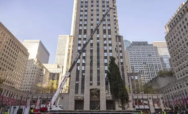 Rockefeller Center Christmas tree is being lifted by a crane into place at Rockefeller Plaza, Saturday, Nov. 9, 2024, in New York. (AP Photo/Yuki Iwamura)