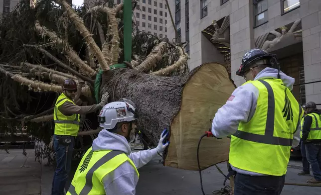 Workers pound a stake into the base of the Rockefeller Center Christmas tree before being lifted by a crane into place at Rockefeller Plaza, Saturday, Nov. 9, 2024, in New York. (AP Photo/Yuki Iwamura)