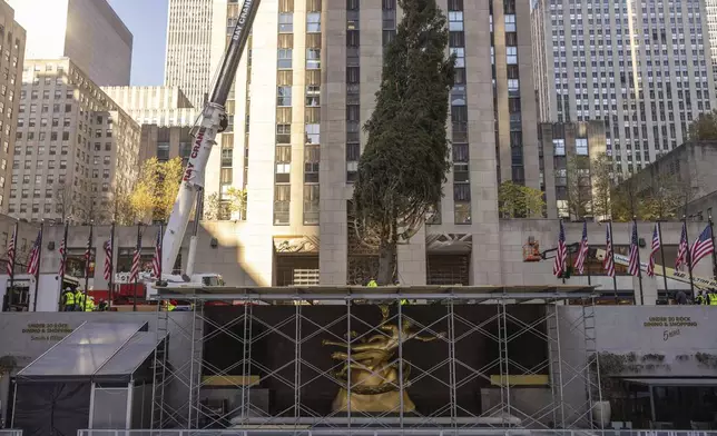 Rockefeller Center Christmas tree is lifted by a crane into place at Rockefeller Plaza, Saturday, Nov. 9, 2024, in New York. (AP Photo/Yuki Iwamura)