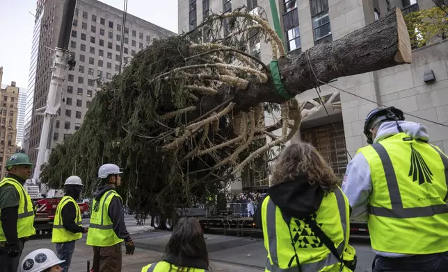 Workers secure the Rockefeller Center Christmas tree as it is lifted by a crane into place at Rockefeller Plaza, Saturday, Nov. 9, 2024, in New York. (AP Photo/Yuki Iwamura)