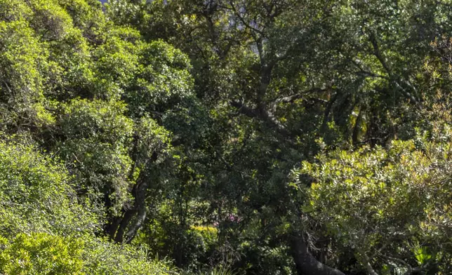 Britain's Prince William, accompanied by Earthshot Prize CEO Hannah Jones, walks through the Kirstenbosch Botanical Gardens in Cape Town, South Africa, Wednesday, Nov. 6, 2024. (AP Photo/Jerome Delay, Pool)