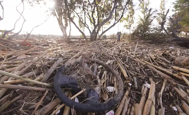 A steering wheels lies on a bed of bamboo by the port of Catarroja on the outskirts of Valencia, Spain, Tuesday, Nov. 5, 2024. (AP Photo/Alberto Saiz)