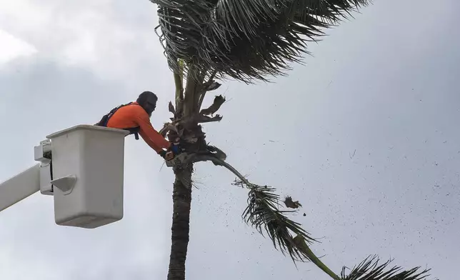 A worker cuts the branches of the palm tree on Tuesday, Nov. 5, 2024, in Miami Beach, Fla. (David Santiago/Miami Herald via AP)
