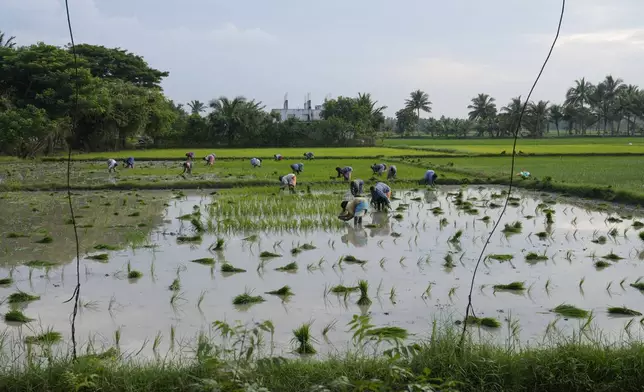 Villagers plant paddy in a field in Thulasendrapuram, the ancestral village of Democratic presidential nominee Vice President Kamala Harris, in Tamil Nadu state, India, Monday, Nov. 4, 2024. (AP Photo/Aijaz Rahi)