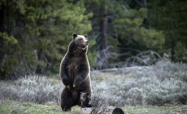 In this undated photo provided by Grand Teton National Park a grizzly bear known as No. 399 stands along side a cub. (C. Adams/Grand Teton National Park via AP)