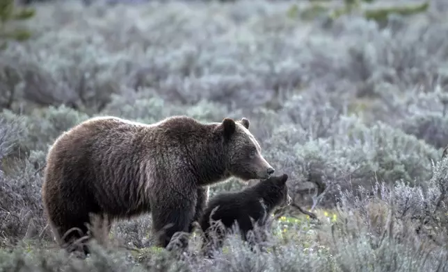 In this undated photo provided by Grand Teton National Park a grizzly bear known as No. 399 walks along side a cub. (C. Adams/Grand Teton National Park via AP)